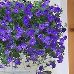 Apartman Elena *